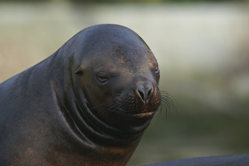 Naklejka premium south american sea lion - female
