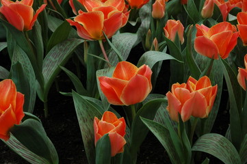 tulipe