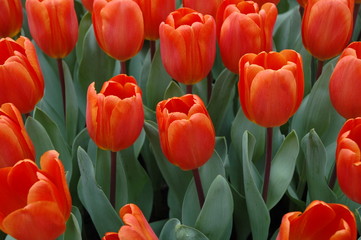 tulipe