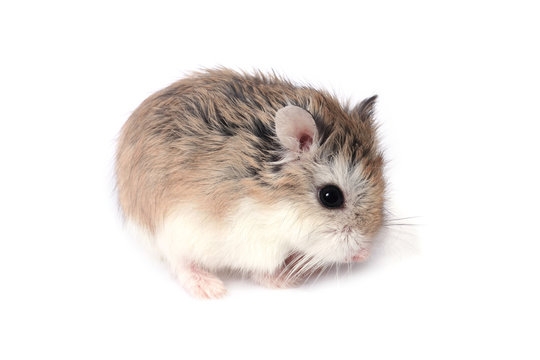 roborovski hamster