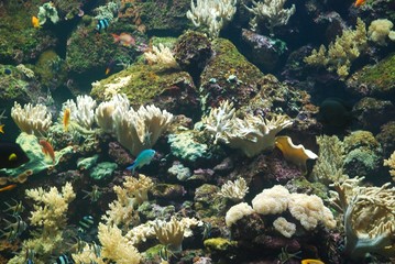 Naklejka na ściany i meble seascape of bottom fish,vegetation and coral