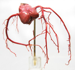 coronary arteries 1