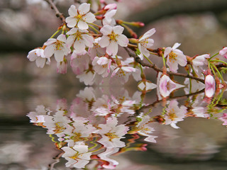 cherry blossom and reflection