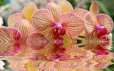 orchid and water reflection