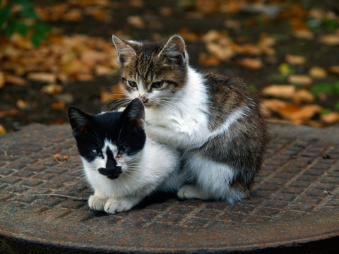 pair of pitiable homeless small cats get warming