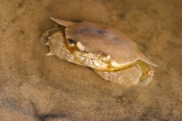 swimming crab