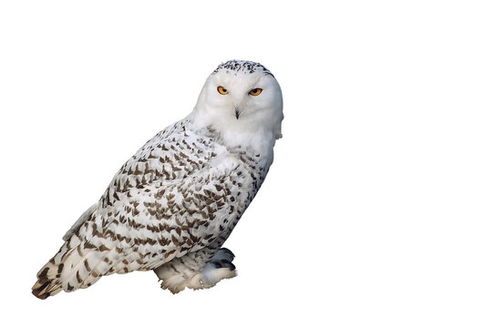 eule auf wei&szlig;em hintergrund