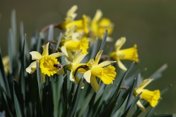 Obraz premium bunch of yellow daffodils