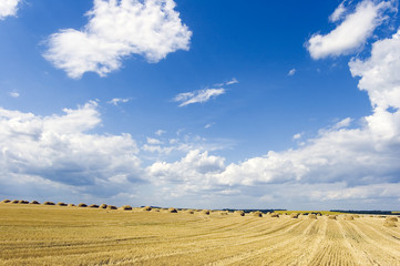 Fototapeta premium landscape field