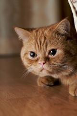 young orange cat sitting on the floor