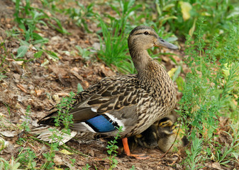 duck with nestlings