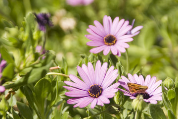 daisies and moth