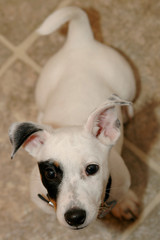 jack russell terrier - 1