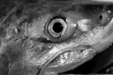 chum salmon 2