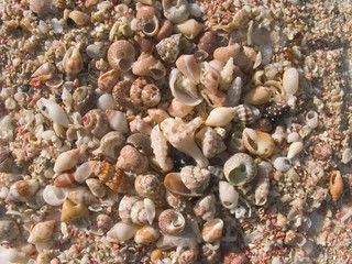 shells and sand