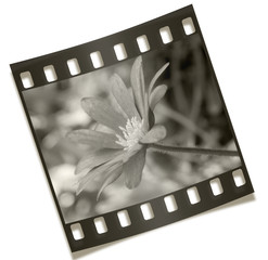 filmstrip flower negative photography