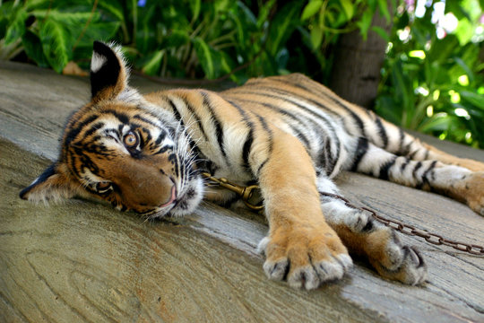 tigre2