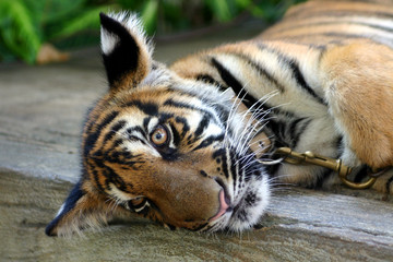 tigre