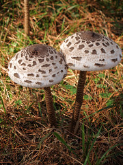 macrolepiota procera
