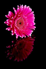 violet garber daisy