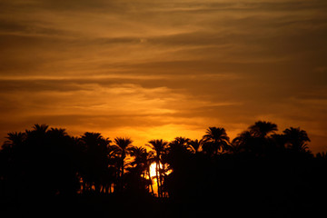 Fototapeta na wymiar sunset with palm trees