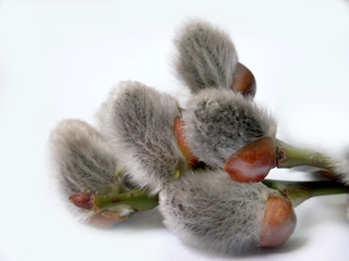 catkin