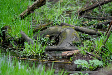 old tyre in puddle