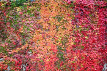Obraz na płótnie Canvas autumn colored background
