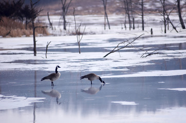Fototapeta premium geese on the pond