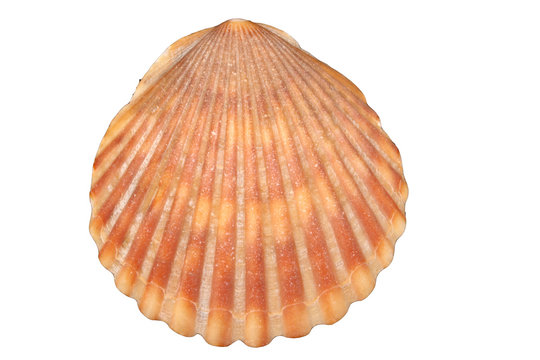 scallop shell - orange