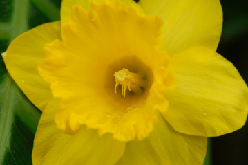 daffodil