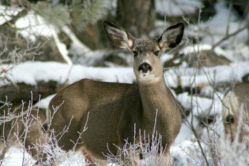 white tail deer 2