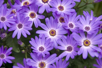 Crédence de cuisine en verre imprimé Marguerites purple daisy