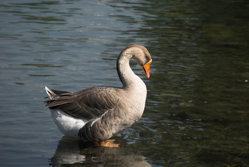 goose