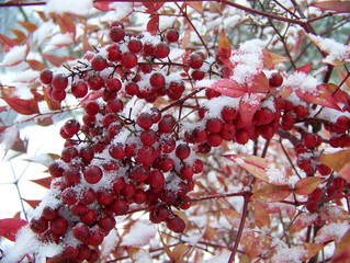 snow berries