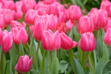 Fototapeta premium tulipany