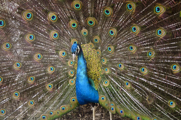 Obraz premium peacock in full display