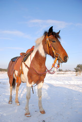 western 03