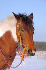 Obraz premium western 02