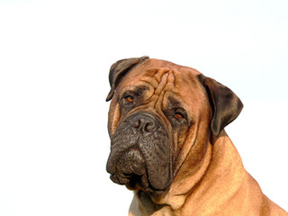 bullmastiff head02