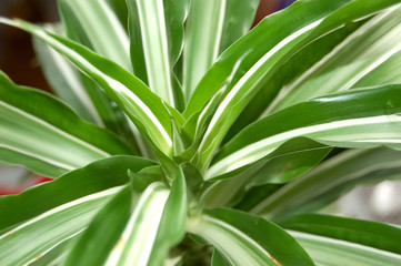 green leaves with white stripe
