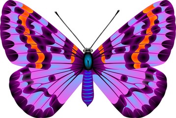 butterfly