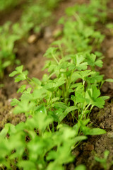 young parsley in greenhouse
