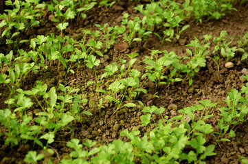 young parsley lines