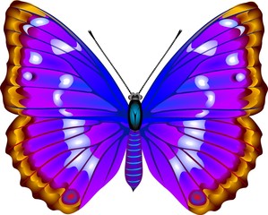 butterfly