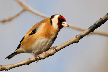 oiseau