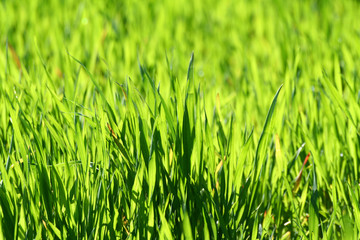 Fototapeta na wymiar blé en herbe
