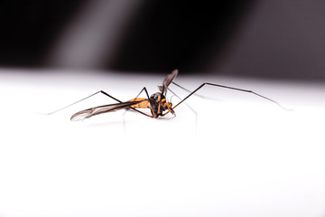 male mosquito