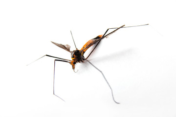 male mosquito 2