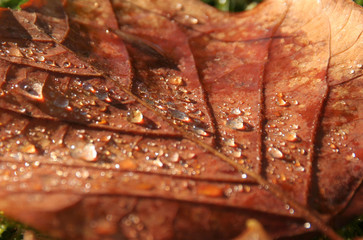 close up of a leaf